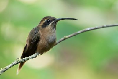 Stripe-throated Hermit - Kleine Streepkeelheremietkolibrie - Ermite à gorge rayée