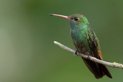 Rufous-tailed Hummingbird - Roodstaartamazilia - Ariane à ventre gris