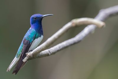 White-necked Jacobin - Witnekkolibrie - Colibri jacobin (m)