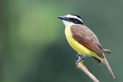 Great Kiskadee - Grote Kiskadie - Tyran quiquivi