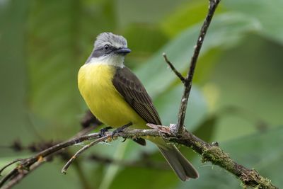 Grey-capped Flycatcher - Grijskruintiran - Tyran à tête grise