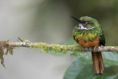 Rufous-tailed Jacamar - Roodstaartglansvogel - Jacamar à queue rousse (m)