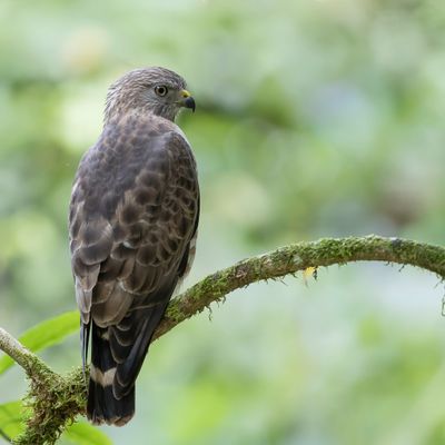 Broad-winged Hawk - Breedvleugelbuizerd - Petite Buse