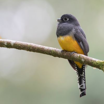 Gartered Trogon - Goulds Trogon - Trogon pattu (f)