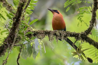 Rufous Motmot - Rosse Motmot - Motmot roux