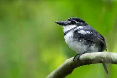 Pied Puffbird - Bonte Baardkoekoek - Tamatia pie