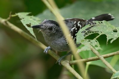 Black-crowned Antshrike - Westelijke Mierklauwier - Batara à nuque noire