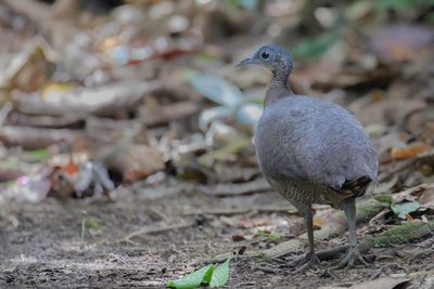 Great Tinamou - Grote Tinamoe - Grand Tinamou