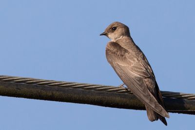 Northern Rough-winged Swallow - Noord-Amerikaanse Ruwvleugelzwaluw - Hirondelle à ailes hérissées