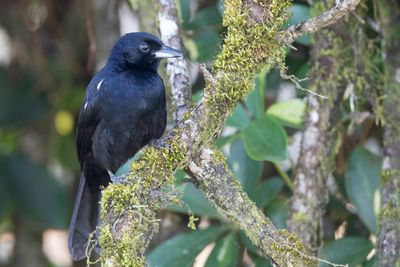 White-lined Tanager - Zwarte Tangare - Tangara à galons blancs (m)