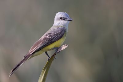 Tropical Kingbird - Tropische Koningstiran - Tyran mélancolique