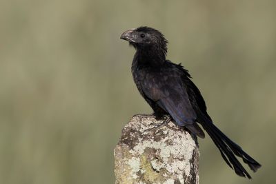 Groove-billed Ani - Groefsnavelani - Ani à bec cannelé