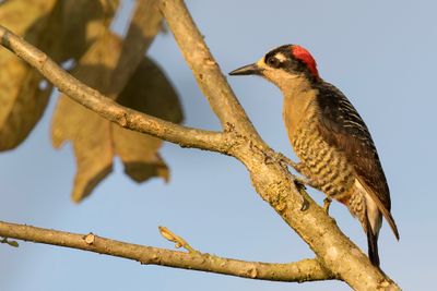 Black-cheeked Woodpecker - Zwartwangspecht - Pic de Pucheran (f)