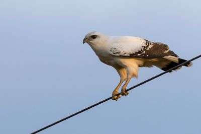White Hawk - Grote Bonte Buizerd - Buse blanche