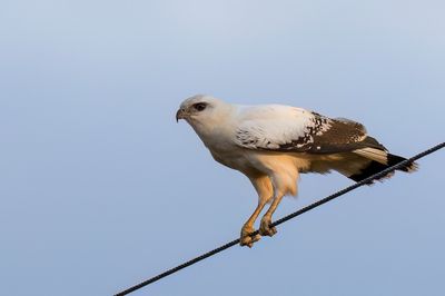 White Hawk - Grote Bonte Buizerd - Buse blanche