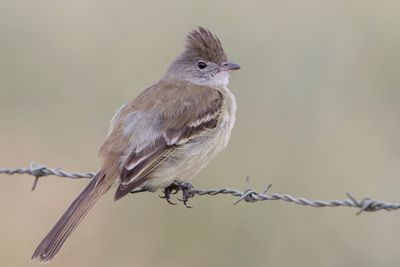 Yellow-bellied Elaenia - Geelbuikelenia - Élénie à ventre jaune