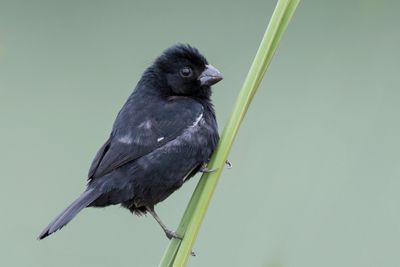 Variable Seedeater - Noordelijk Bont Dikbekje - Sporophile variable (m)