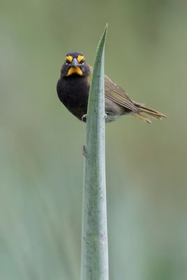Yellow-faced Grassquit - Grote Cubavink - Tiaris grand-chanteur