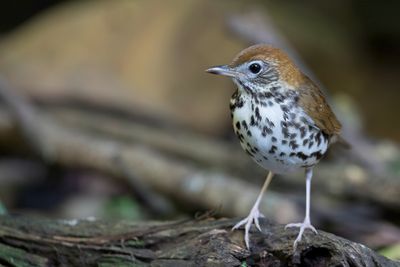 Wood Thrush - Amerikaanse Boslijster - Grive des bois