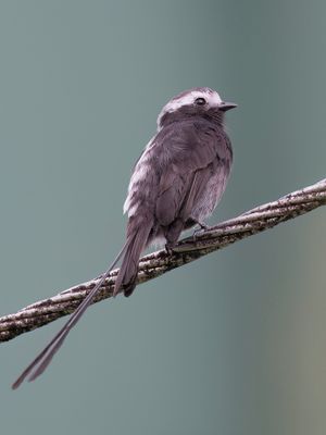 Long-tailed Tyrant - Langstaarttiran - Moucherolle à longs brins
