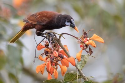 Montezuma Oropendola - Montezuma-oropendola - Cassique de Montezuma