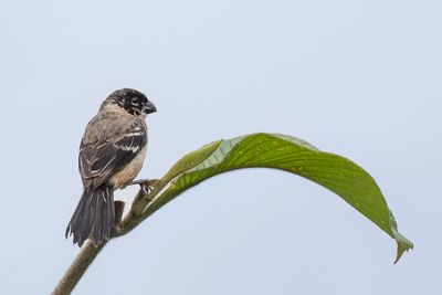 Morelet's Seedeater - Morelets Dikbekje - Sporophile de Morelet