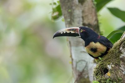 Collared Aracari - Halsbandarassari - Araçari à collier
