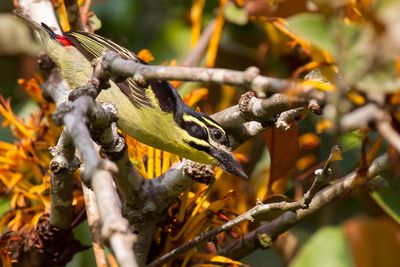Red-rumped Tinkerbird - Roodstuitketellapper - Barbion à croupion rouge