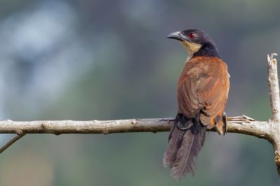 Senegal Coucal - Senegalese Spoorkoekoek - Coucal du Sénégal