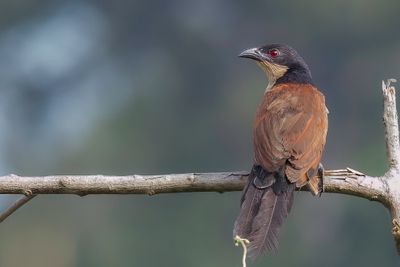 Senegal Coucal - Senegalese Spoorkoekoek - Coucal du Sngal