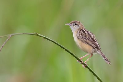 Zitting Cisticola - Graszanger - Cisticole des joncs