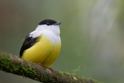 White-collared Manakin - Witkraagmanakin - Manakin à col blanc (m)
