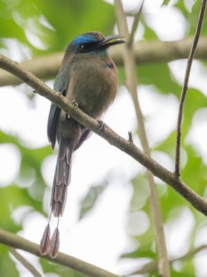 Keel-billed Motmot - Kielsnavelmotmot - Motmot à bec caréné