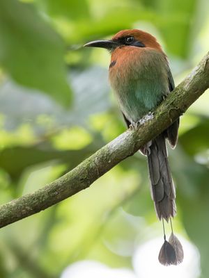 Broad-billed Motmot - Breedsnavelmotmot - Motmot à bec large