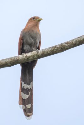 Common Squirrel Cuckoo - Eekhoornkoekoek - Piaye écureuil