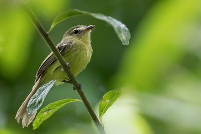 Yellow Tyrannulet - Gele Looftiran - Tyranneau flavéole