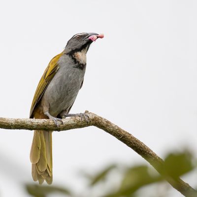 Black-headed Saltator - Zwartkopsaltator - Saltator à tête noire