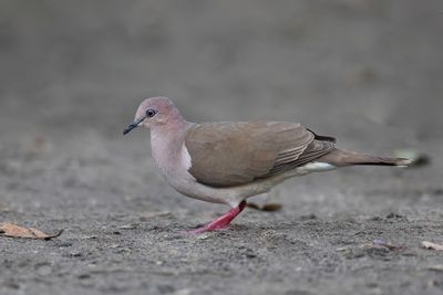 White-tipped Dove - Verreaux' Duif - Colombe de Verreaux