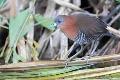 White-throated Crake - Witkeeldwergral - Râle à menton blanc