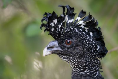 Great Curassow - Bruine Hokko - Grand Hocco (f)