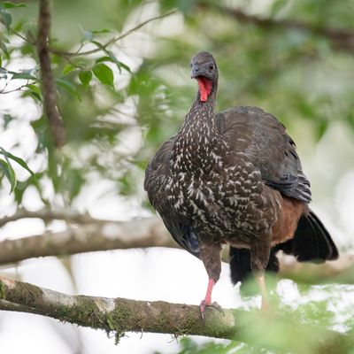 Crested Guan - Kuifsjakohoen - Pénélope panachée
