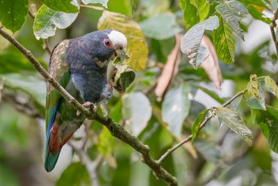 White-crowned Parrot - Witkopmargrietje - Pione à couronne blanche