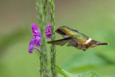 Black-crested Coquette - Zwartkuifkoketkolibrie - Coquette d'Hélène (f)