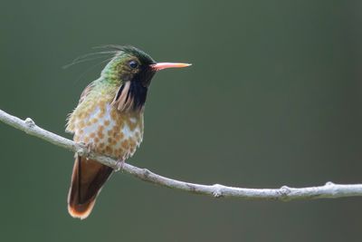 Black-crested Coquette - Zwartkuifkoketkolibrie - Coquette d'Hélène (m)