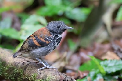 Spotted Antbird - Vlekborstmiervogel - Fourmilier grivelé (m)
