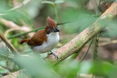 Great Antshrike - Grote Mierklauwier - Grand Batara (f)
