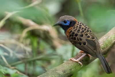Ocellated Antbird - Mcleannans Miervogel - Fourmilier ocellé