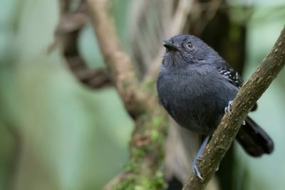 Dusky Antbird - Tiranmiervogel - Grisin sombre (m)