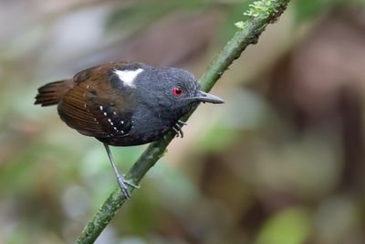 Dull-mantled Antbird - Grijskruinmiervogel - Alapi tabac