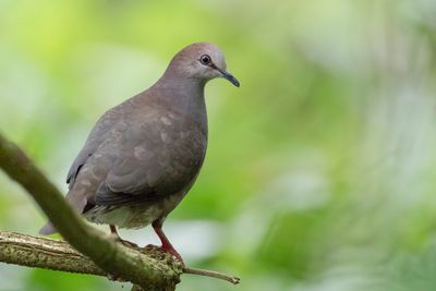 Grey-chested Dove - Cassins Duif - Colombe de Cassin